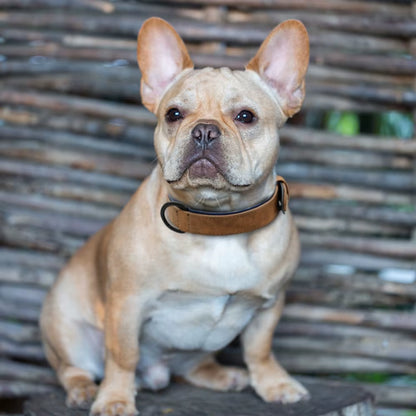 Leather Dog Collar Soft Padded Pet Collar for Small Medium Large Dogs Collar